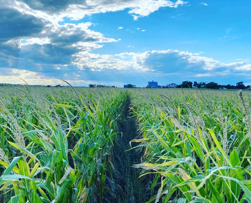 Farm fields with blue sky