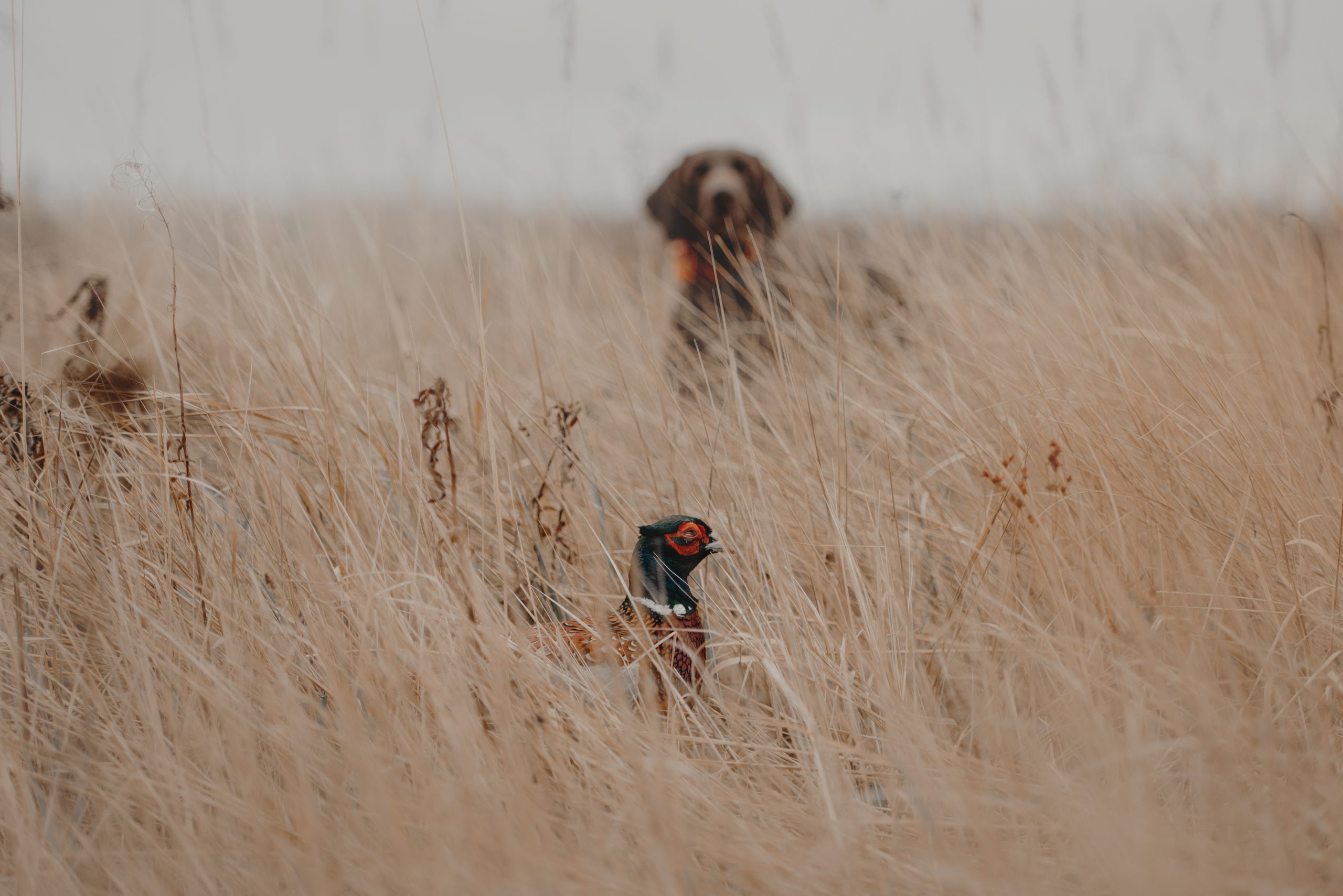 A dog stalking a pheasant in a field